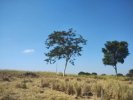 Imóvel Rural – Onda Verde/SP