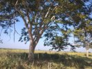 Imóvel Rural – Onda Verde/SP